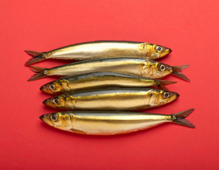 1750773703515_Firefly_5 sardines dorées de longueurs différentes sur fond rouge, la plus grande au centre d 382665